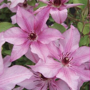 Clematis ISABELLA (EL)