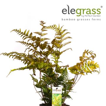 Dryopteris erythrosora