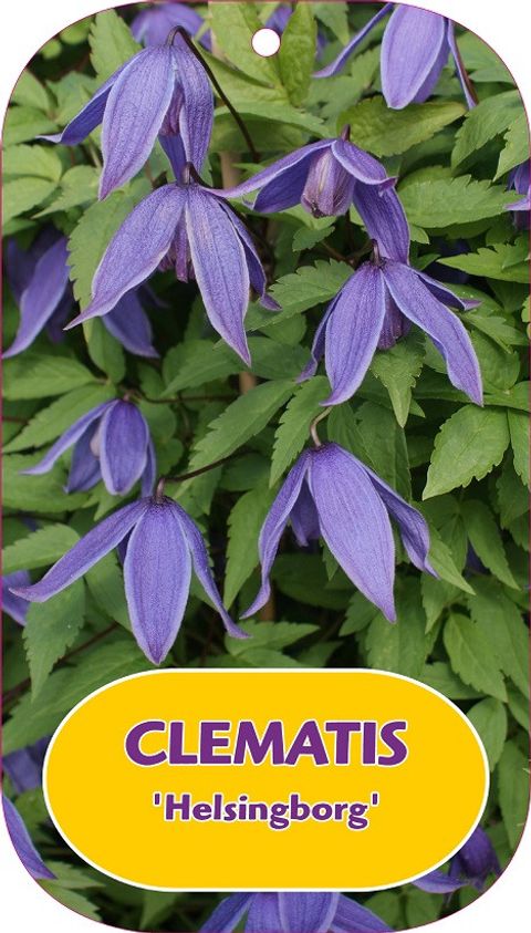 Clematis 'Helsingborg' (A)