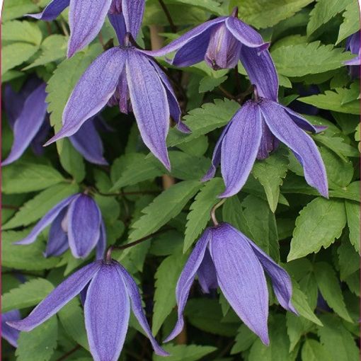 Clematis 'Helsingborg' (A)