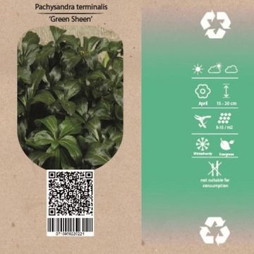 Pachysandra terminalis 'Green Sheen'