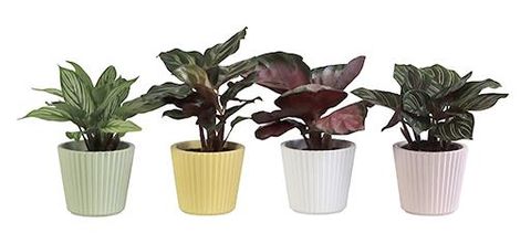 Calathea MIX