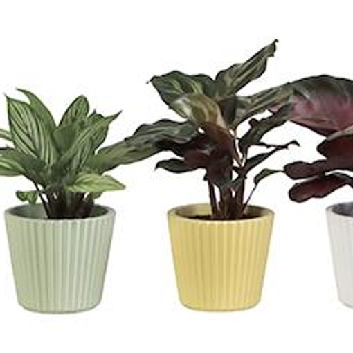 Calathea MIX