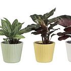 Calathea MIX