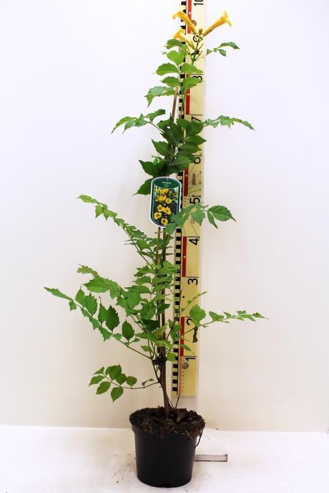Campsis radicans 'Flava'  Plant Wholesale FlorAccess