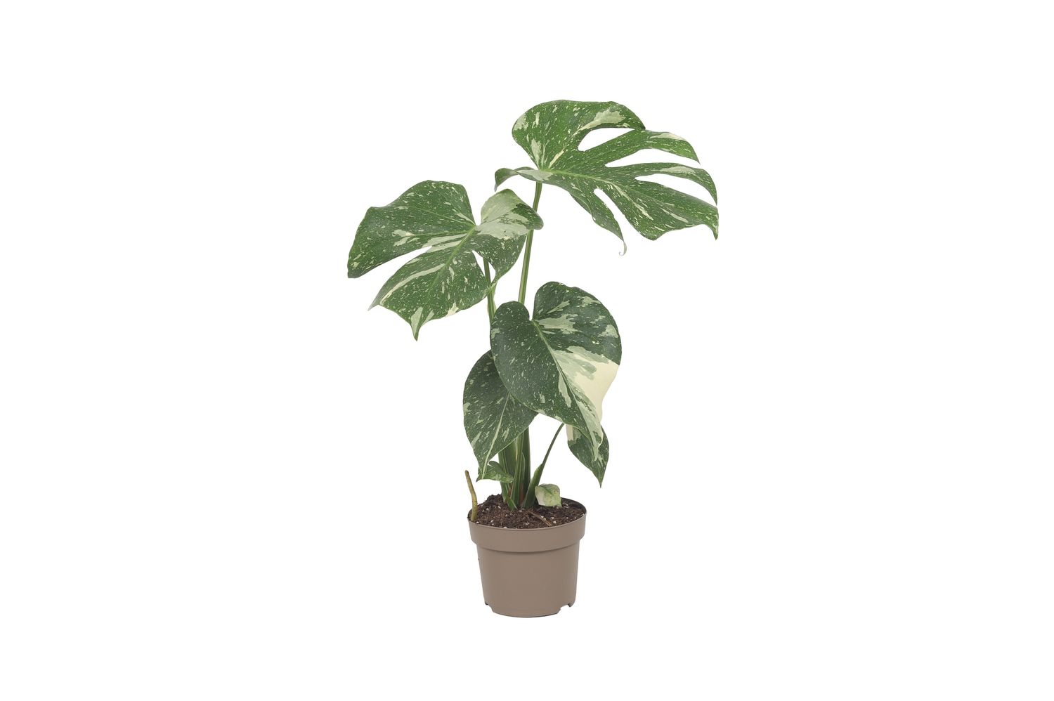 Monstera 'Thai Constellation'  Plant Wholesale FlorAccess