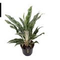 Aglaonema 'Greyhound'