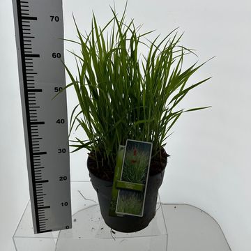 Panicum virgatum 'Stäfa'