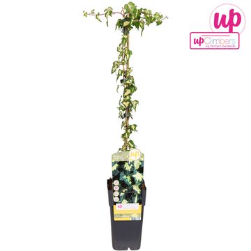 Hedera helix 'Goldheart'