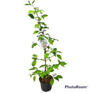 Viburnum plicatum KILIMANDJARO