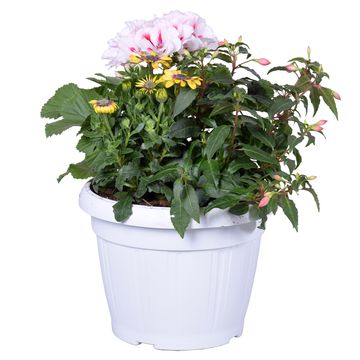 Perennials MIX IN POT