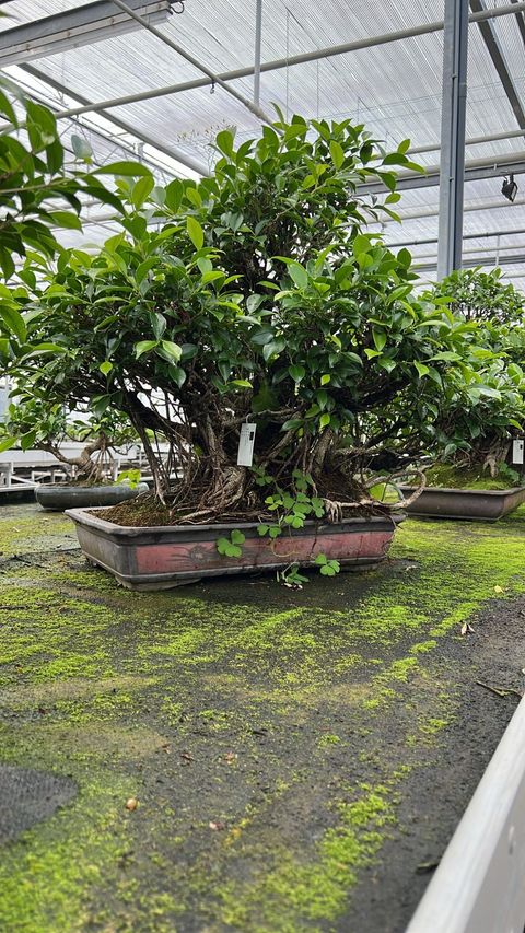 Ficus retusa