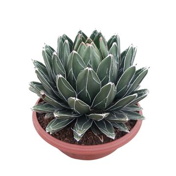 Agave victoriae-reginae