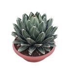 Agave victoriae-reginae