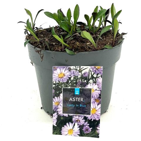 Aster 'Lady in Blue'