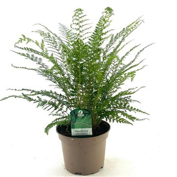 Polystichum setiferum 'Proliferum'