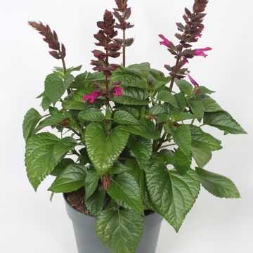 Salvia SALGOON LAKE FLAMINGO