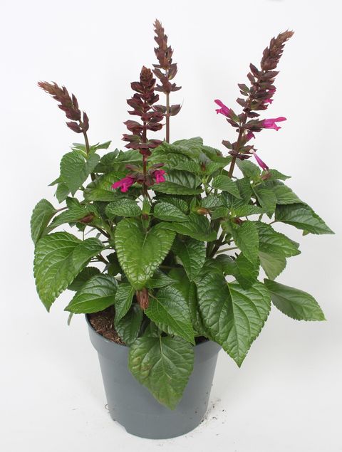 Salvia SALGOON LAKE FLAMINGO