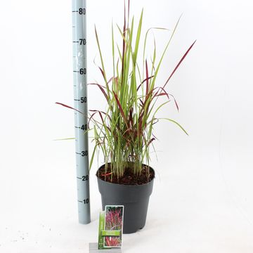 Imperata cylindrica 'Red Baron'