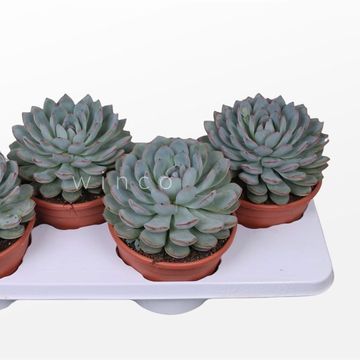 Echeveria 'Pink Edge'