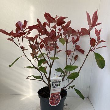 Photinia x fraseri 'Red Robin'