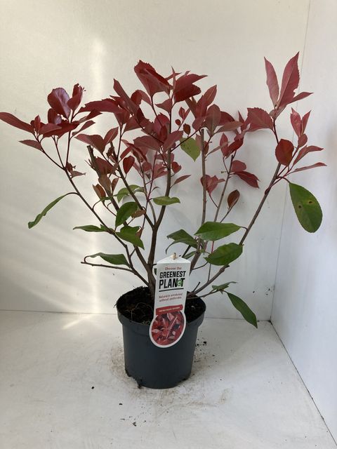 Photinia x fraseri 'Red Robin'