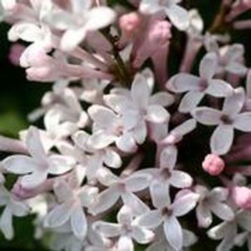 Syringa meyeri FLOWERFESTA WHITE
