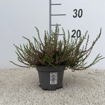 Calluna vulgaris 'Tib'