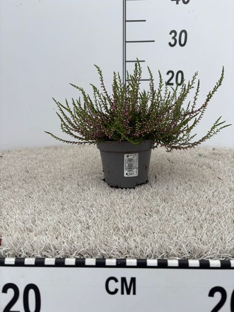 Calluna vulgaris 'Tib'