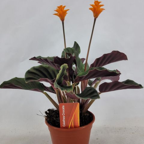 Calathea crocata