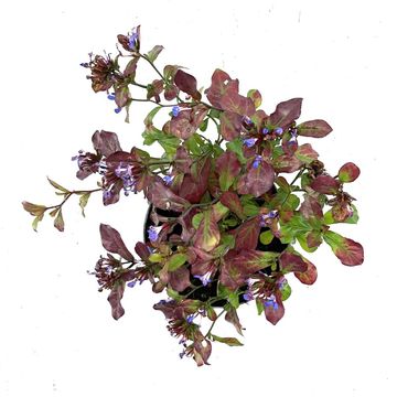 Ceratostigma plumbaginoides