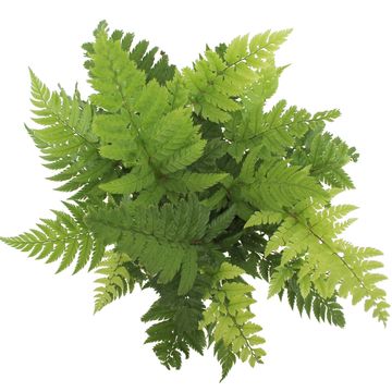 Polystichum rigens