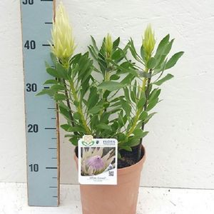 Protea cynaroides 'White Crown'