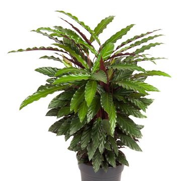 Calathea rufibarba 'Wavestar'