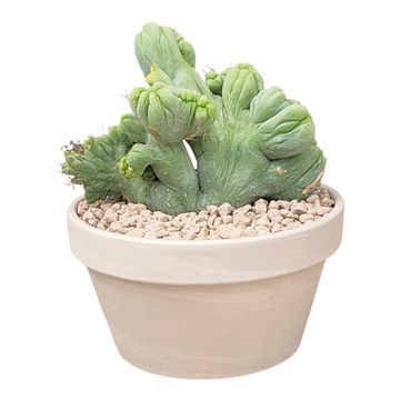 Trichocereus bridgesii cristata
