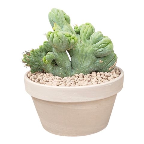 Trichocereus bridgesii cristata