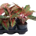 Aglaonema 'Lychee Red'