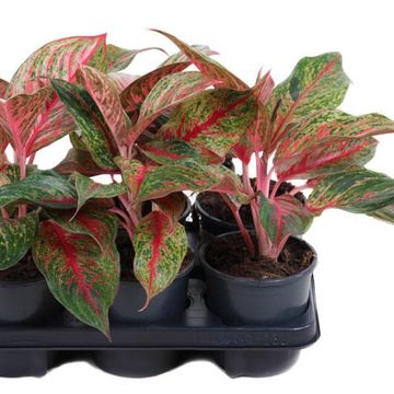 Аглаонема 'Lychee Red'