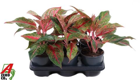 Aglaonema 'Lychee Red'