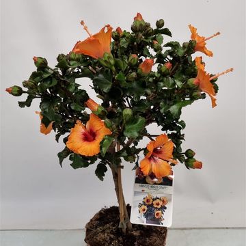 Hibiscus rosa-sinensis 'Petit Orange'