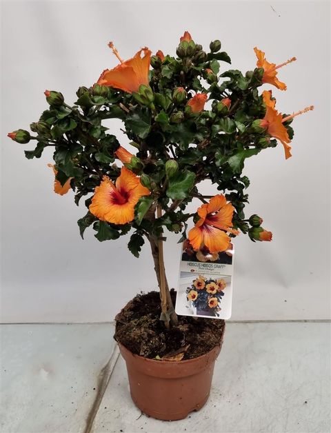 Hibiscus rosa-sinensis 'Petit Orange'