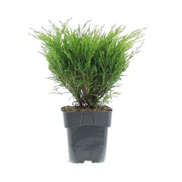 Juniperus horizontalis 'Andorra Compact'