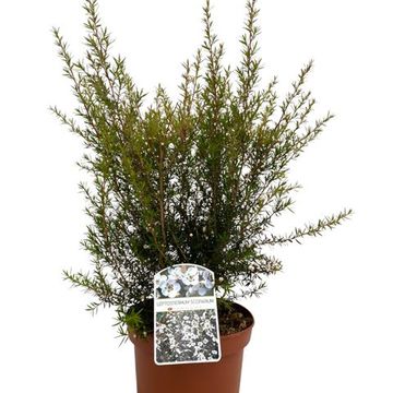 Leptospermum scoparium