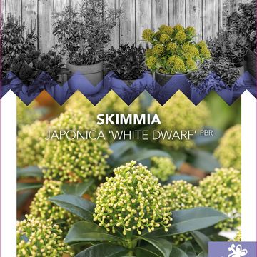 Skimmia japonica WHITE DWARF