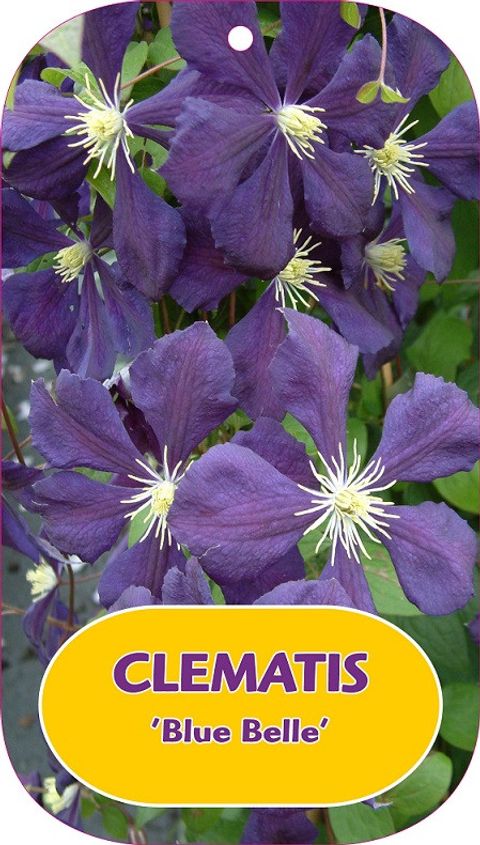 Clematis 'Blue Belle' (Vt)