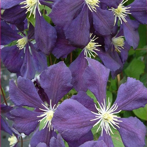 Clematis 'Blue Belle' (Vt)