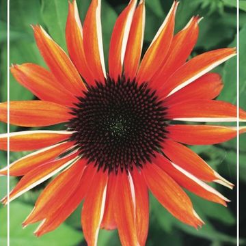 Echinacea purpurea ORANGE SHADES