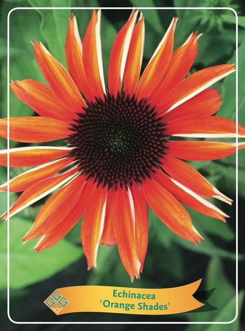 Echinacea purpurea ORANGE SHADES