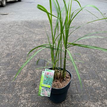 Miscanthus sinensis 'Malepartus'