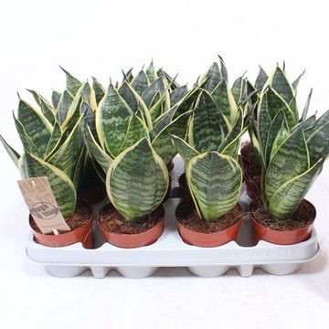 Sansevieria trifasciata 'Golden Hahnii'